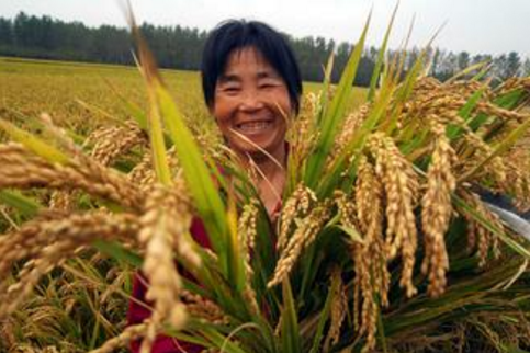内蒙古赤峰市：22万亩水稻进入丰收季