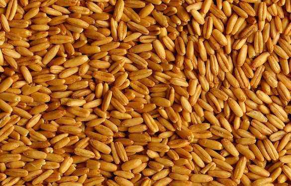 2016年小麦收购情况