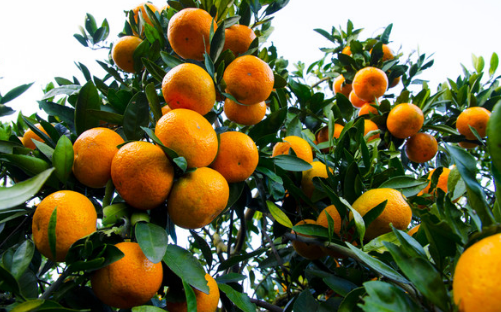 浙江：丽水莲都区开展柑橘种植技术培训