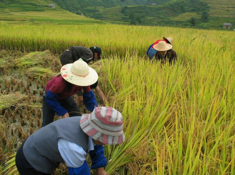 宁夏创新“质数”水稻种植新模式，获专家肯定