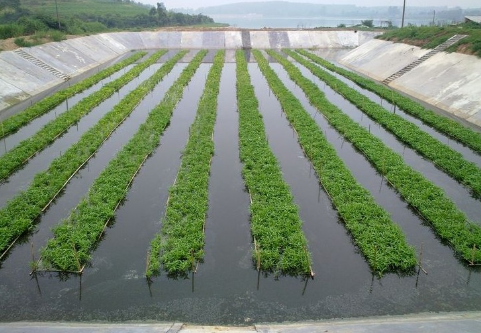 安徽潘集区大力发展水生蔬菜种植，成农民增收新产业