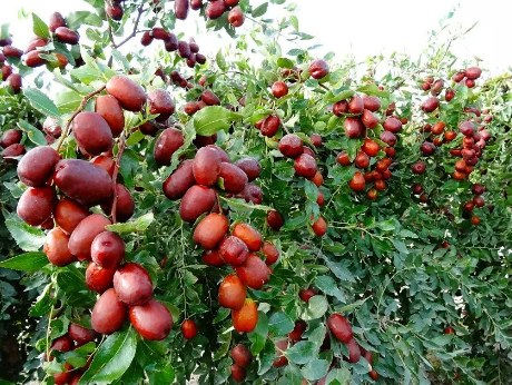 新疆阿克苏：47万亩红枣陆续进入成熟期
