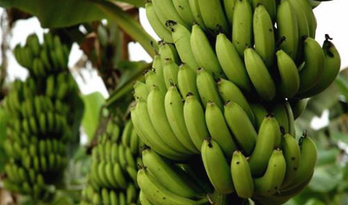2016年香蕉价格行情走势