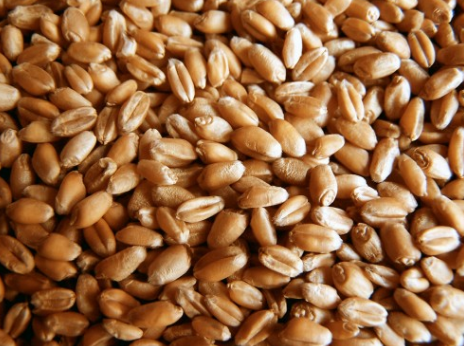 USDA：2016/17年度印度小麦进口预测数据上调至300万吨