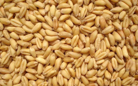 2016年小麦收购数量
