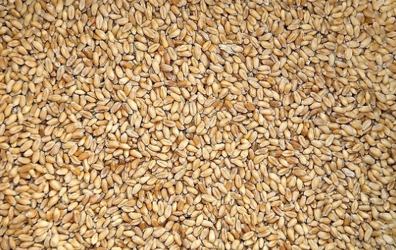 小麦的价格行情2016年