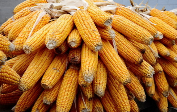 2016/17年度法国玉米产量减少到1250万吨