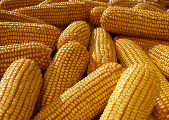 安徽太和县夏玉米产量刷新全省玉米单产纪录