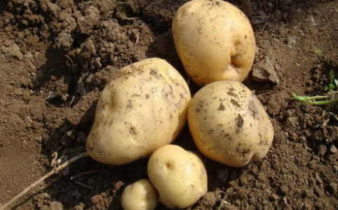 新疆吉木萨尔县新地乡：马铃薯新品种试种获成功