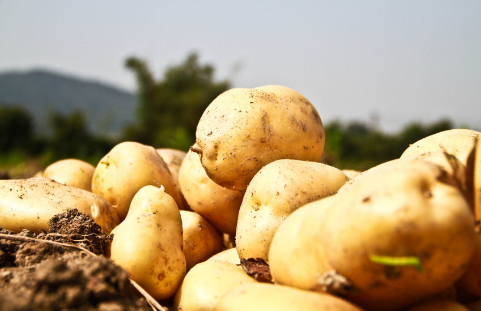 新疆石人子乡：土豆迎来丰收季，成为农民增收“金豆豆”