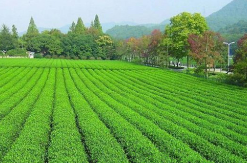 重庆洪安镇：计划发展万亩茶叶现代农业示范园，带动村民脱贫