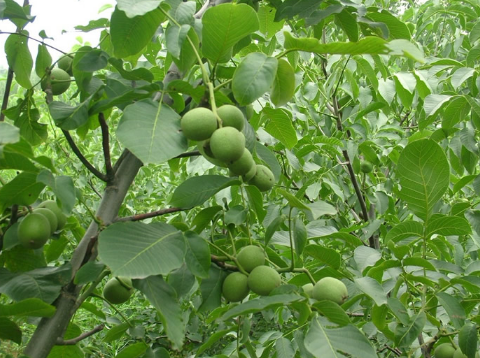 河北赞皇县：带领贫困户种植核桃树，找到脱贫致富新出路
