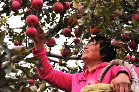 亚洲最大苹果梨种植基地延边苹果梨园喜获丰收