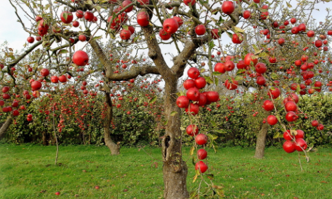 山西栖霞:人均种果一亩地，成为“长”在苹果树上的城市 