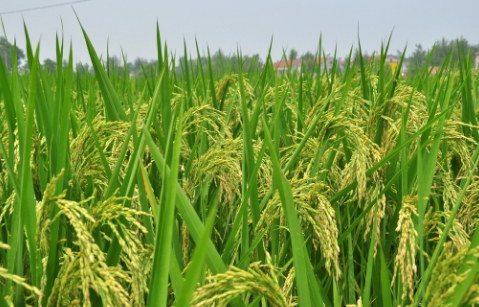 安徽省安庆市召开2016年国家水稻新品种现场观摩会