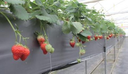 浙江台州：草莓“挂”在空中，好看又好吃