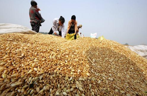 2016年日本小麦产量预计将会大幅下滑