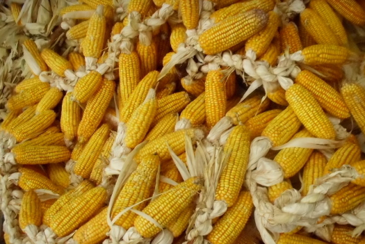 黑龙江省出台《通知》，确保农民手中玉米合理如期售出