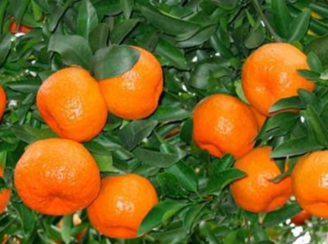 四川兴宾区：柑橘事业做大做强，人均纯收入7500多元