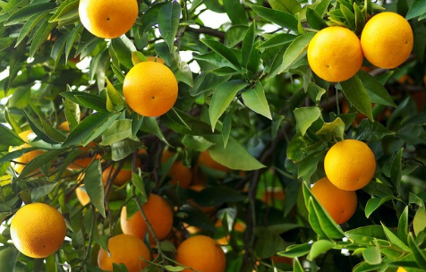 四川宜宾牟坪镇柑橘树迎来大丰收，将举办“首届乡村旅游品柑节”