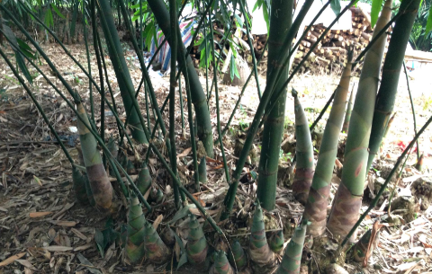 四川隆昌县界市镇发展麻竹种植，带动3000余农户增收致富