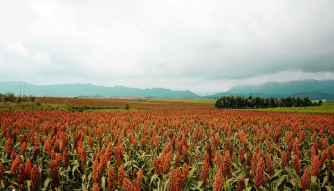 吉林榆树：红高粱丰产又丰收，一亩地比种玉米多赚六七千块钱