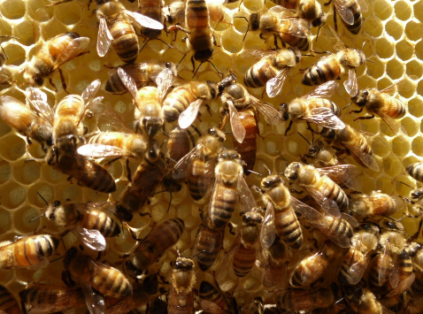2017年养殖蜜蜂赚钱吗？湖南桂阳县小蜜蜂“酿出”大产业