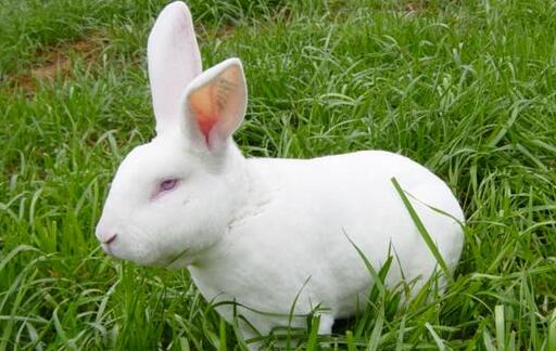养殖效益好的肉兔品种介绍