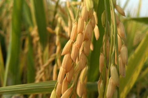 广西西林县：幼果园套种杂交水稻试验获成功