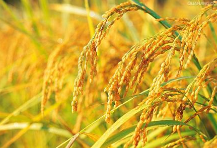 水稻钵苗机插技术推向全国水稻主产区
