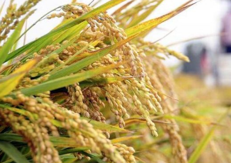 江苏：南京浦口区2016年水稻亩产约达1300斤
