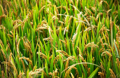 河北：文安县800亩生态水稻试种成功
