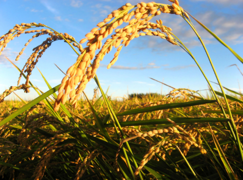 广西玉林：3个水稻科研项目通过专家场现场验收