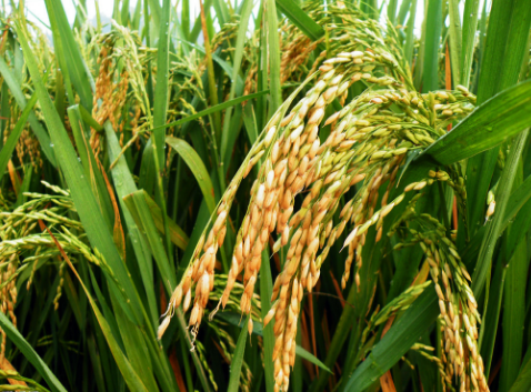 广西隆安县无公害优质水稻标准化示范区通过验收