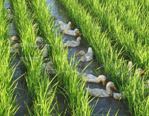 湖南：益阳新桥河镇零农药零化肥，“鸭稻米”试种喜获丰收