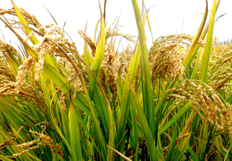 安徽舒城：“水稻涝灾后补偿促生技术”获显著成效