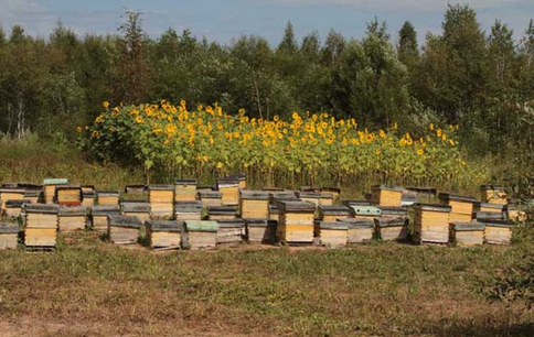 2016年养殖蜜蜂赚钱吗？返乡创业办起养蜂场，日子如蜜甜