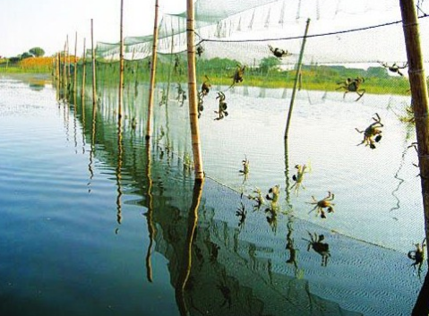 河蟹养殖