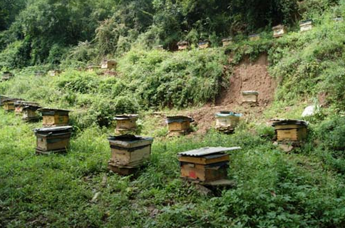 中蜂养殖