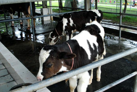 奶公牛产业
