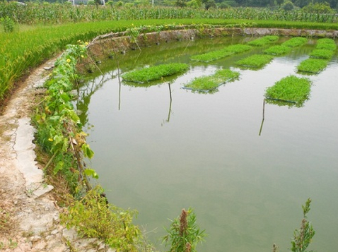 池塘鱼菜生态循环养殖