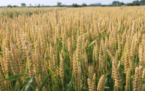 专家：全球平均气温每升高1℃，小麦将减产5.7％