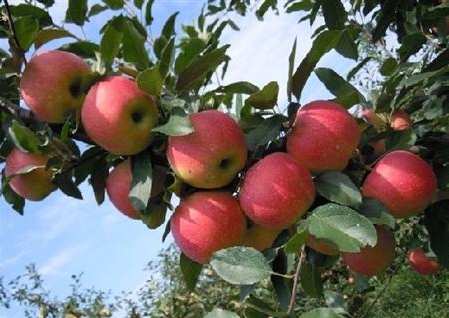 陕西省计划将用5年扶持10万贫困户种植苹果