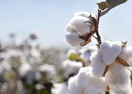 2016年棉花产量预测