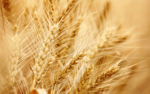 陕西眉县开展小麦高产创建项目除草剂发放工作