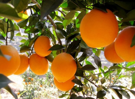 重庆秀山：因地制宜，狠抓脐橙产业种植促增收