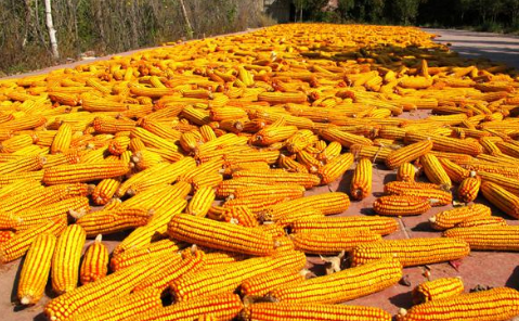 黑龙江佳木斯市召开玉米收储销售紧急工作会议