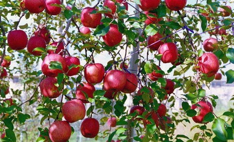 新疆建设兵团八十一团改种美国蜜脆苹果，打造市场品牌