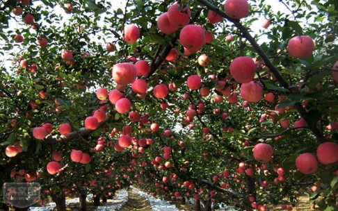 河南宁陵县150余亩红富士苹果陆续成熟，深受消费者喜爱
