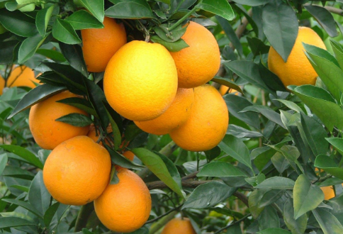 江西安远：“绿色脐橙”惠农家，农民收入获提高